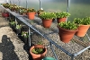 junior gardening 2