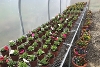 Horticulture 2